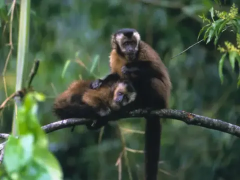 3D2N Manu Tour della foresta pluviale amazzonica da Cusco
