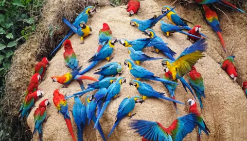 Tour di 4 giorni e 3 notti tra gli Ara della foresta pluviale amazzonica dall'aeroporto di Puerto Maldonado