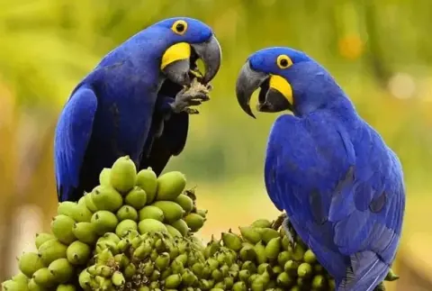 Avventura a Tambopata 5 giorni e 4 notti con Macaw Tours