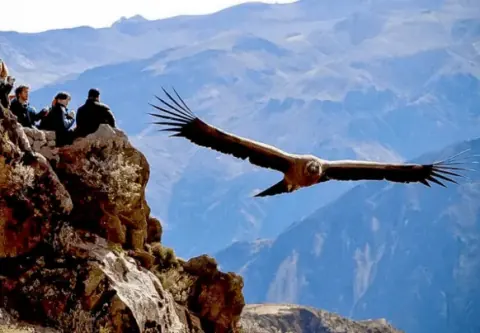 intera giornata al canyon del colca + volo del condor